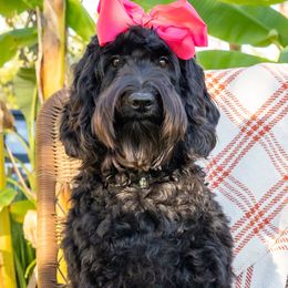 Thelma Lou - Black Australian Labradoodle puppy in Wewahitchka, Florida from Stony Brook Australian Labradoodles, LLC