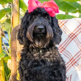 Thelma Lou - Black Australian Labradoodle puppy in Wewahitchka, Florida from Stony Brook Australian Labradoodles, LLC