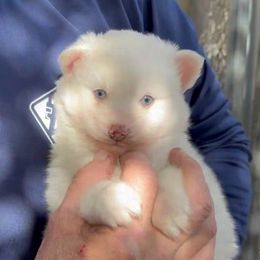 Frosty - White male Pomsky puppy in Spring Hill, Florida from PDQ Pomskies