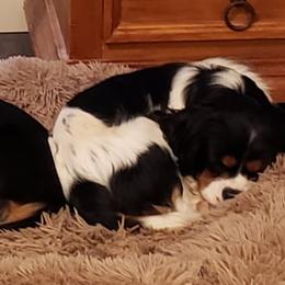 Chief - Cavalier King Charles Spaniel