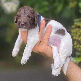 Blue Collar boy Levi - Parti male Labradoodle puppy in Granite Falls, North Carolina from Carolina Goldendoodles