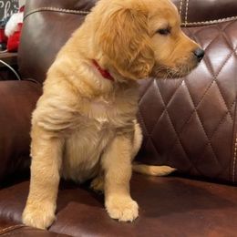 Aspen - Golden female Golden Retriever puppy in Olathe, Colorado from Duck Dogs Colorado