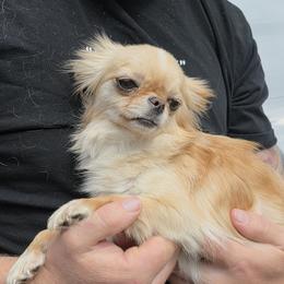 Ally - Chihuahua