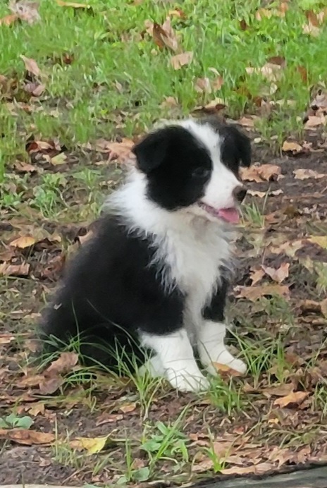 Border Collie Puppies from Lucky For You Floridian Border Collies
