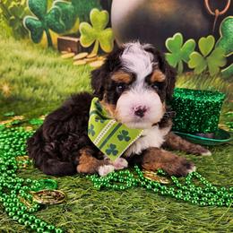Clover - Tri-color male Bernedoodle puppy in Mckinney, Texas from M2 Bernedoodles