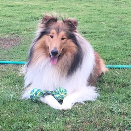 Collies from Dayz of Thunder Collies