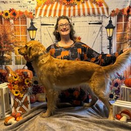 Lucy - Golden Retriever