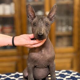 Hairless boy - Black male Xoloitzcuintli puppy in Hico, Texas from Amayla Kennels