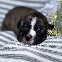 American Staffordshire Terrier puppies from Aĩne Amstaffs