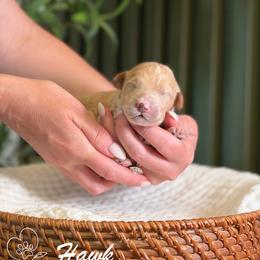 Hawk - Apricot male Goldendoodle puppy in Van Alstyne, Texas from Forest Haven Doodle Co.