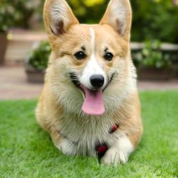 Lola - Pembroke Welsh Corgi