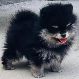 Blk n tan boy - Black and tan male Pomeranian puppy in Fayetteville, North Carolina from Tar-heel Poms