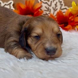 Aspen - Red male Dachshund puppy in Fredricktown, Missouri from Ivy Cream Dachshunds