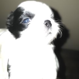 Girl1 - Black and white female Shih Tzu puppy in Buxton, Maine from Shih Tzu Junction
