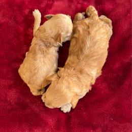 Dining Tiny - Apricot male Maltipoo puppy in Charles City, Virginia from Historic triangle doodles Charles City, Virginia