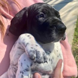 German Shorthaired Pointers from Stealth Pointers