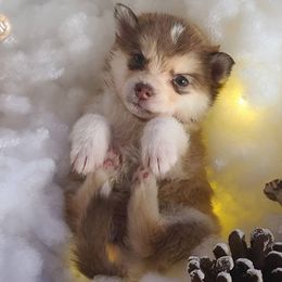 Pomsky Puppies from ArchAngel Pomskies