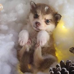 Pomsky Puppies from ArchAngel Pomskies