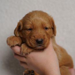 Clove - Dark golden female Golden Retriever puppy in Holmesville, Ohio from Dixie Goldens