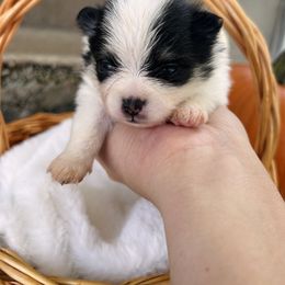 Pomeranian Puppies from Lucky Poms