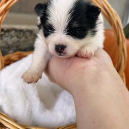 Pomeranian Puppies from Lucky Poms