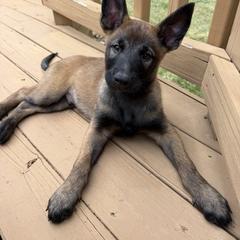 Belgian Malinois Puppies from Artaks Home Malinois