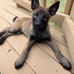 Belgian Malinois Puppies from Artaks Home Malinois