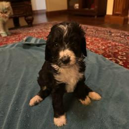Loretta - Black and white female Bernedoodle puppy in Pauls Valley, Oklahoma from Daisy’s Doodles
