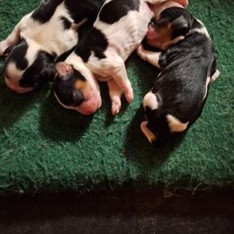 Puppy  1 - Tri-color male Cavalier King Charles Spaniel puppy in Holbrook, New York from Merimaur Goldens and Cavaliers