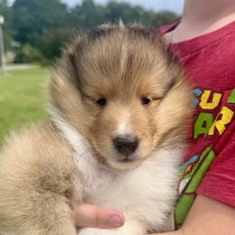 Boy 1 - Sable and white male Shetland Sheepdog puppy in Catawba, North Carolina from Candescent Shetland Sheepdogs