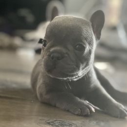 French Bulldog Puppies from Fabled Frenchies