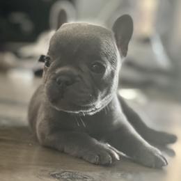 French Bulldog Puppies from Fabled Frenchies