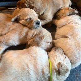 Seventh Pick - Golden female Golden Retriever puppy in Chatham, Virginia from Barron’s Dan River Retrievers
