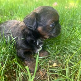 Boy 2 - Red male Shih Tzu puppy in Tenino, Washington from Fantasy Realm Shih Tzus