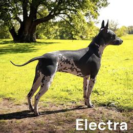 Electra - American Hairless Terrier