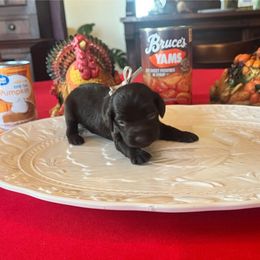 White Collar - Brown male Boykin Spaniel puppy in Hurtsboro, Alabama from PARK’s Family Farm