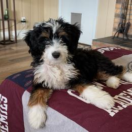 Bernedoodle Puppies from Pleasant Creek Minibernedoodles