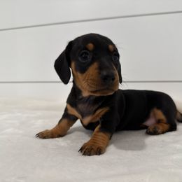 Pixie - Black and tan female Dachshund puppy in Callahan, Florida from Little Foot Kennels
