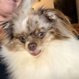 Reese Cup - Pomeranian