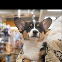 American Corgi and Pembroke Welsh Corgi Puppies from Flying K Corgis