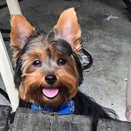 Yorkshire Terrier Puppies from Island lake Yorkies