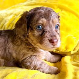Hamilton - Dapple male Dachshund puppy in Austin, Texas from Duchess Daphne's Doxie Empire