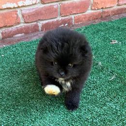 Cowboy - Black male Pomeranian puppy in Inola, Oklahoma from My Bella’s Pomeranians