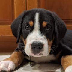 Greater Swiss Mountain Dog and Nederlandse Kooikerhondje Puppies from Ambermoon Kooikerhondje Blackamber Greater Swiss Mountain Dogs