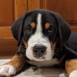 Greater Swiss Mountain Dog and Nederlandse Kooikerhondje Puppies from Ambermoon Kooikerhondje Blackamber Greater Swiss Mountain Dogs