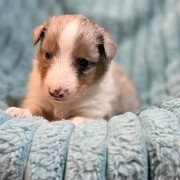 Wyatt - Blue merle white and tan male Shetland Sheepdog puppy in Aberdeen, Idaho from Willow Creek Cresteds