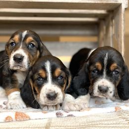 Basset Hounds and Cockapoos from Susie's Puppies