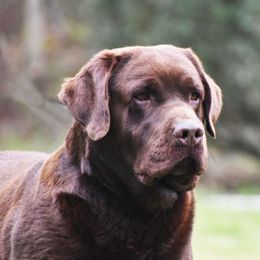 Deuce - Labrador Retriever