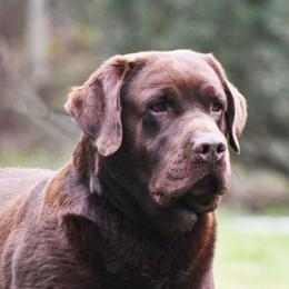 Deuce - Labrador Retriever