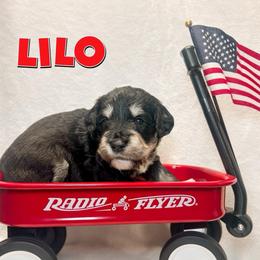 Lilo (Pink) - female Golden Mountain Doodle puppy in Boiling Springs, South Carolina from OlliePups, LLC